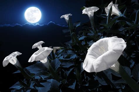 Unveiling the Hidden Powers of Moonflowers: A Journey into their Magical Properties